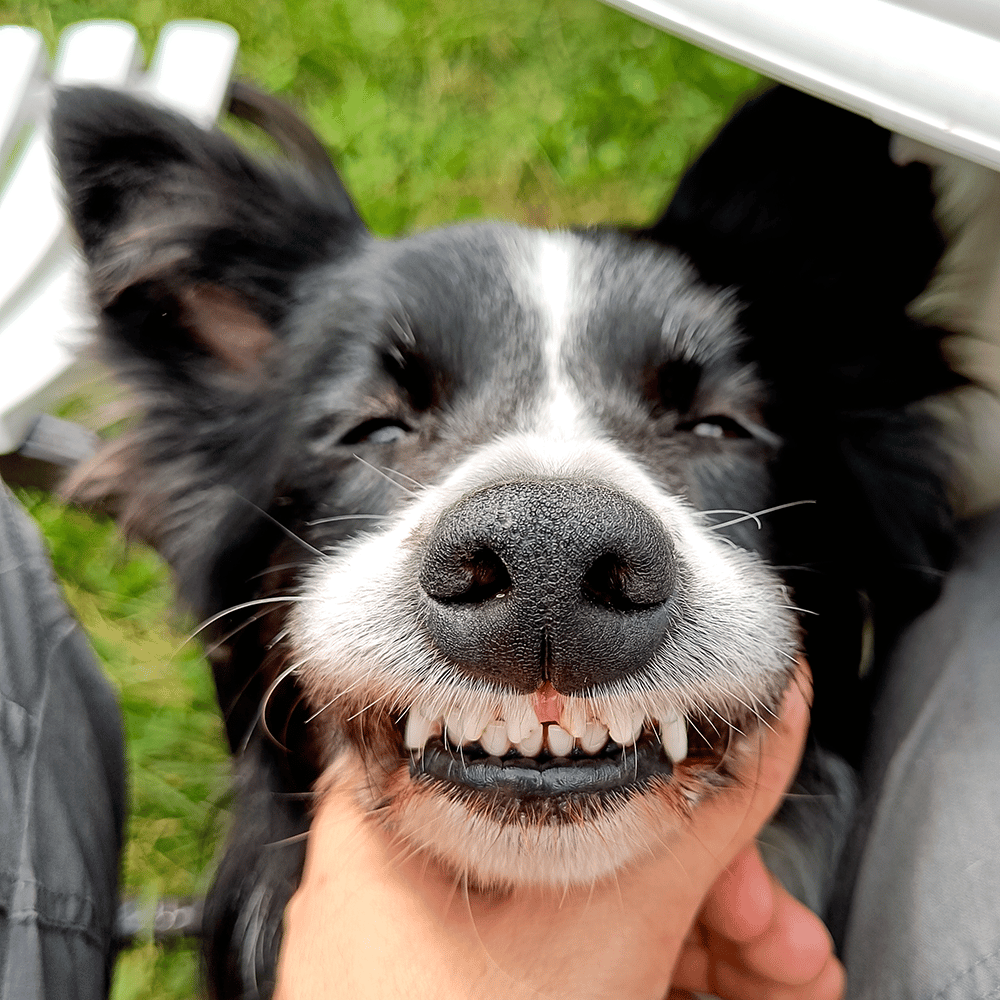 border collie faisant un sourire