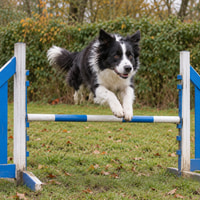 Chien sautant au dessus d'un saut d'agility